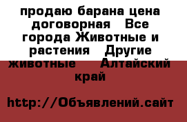 продаю барана цена договорная - Все города Животные и растения » Другие животные   . Алтайский край